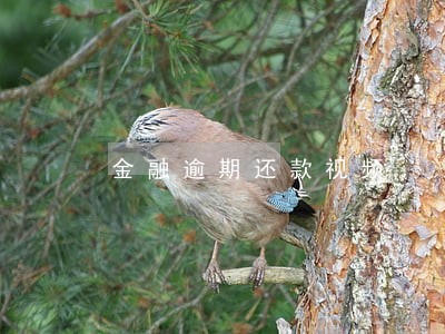 金融逾期还款视频 金融逾期还款视频