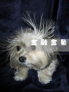 金融金条逾期后是不是连累家人 金融金条逾期后是不是连累家人