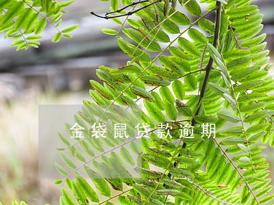 金袋鼠贷款逾期 金袋鼠贷款逾期