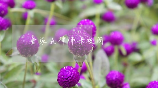 金装女律师卡夜阁