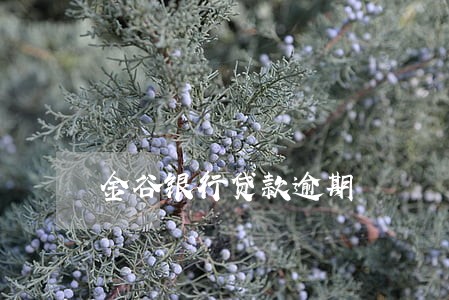 金谷银行贷款逾期 金谷银行贷款逾期