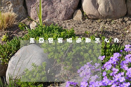 金豆包客服逾期怎么办