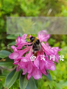 金贝网贷逾期上征信吗