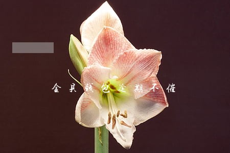 金贝钱包逾期不催 金贝钱包逾期不催