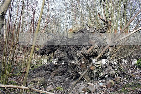金银花app客服说我逾期