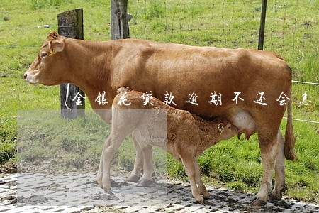 金银花贷款逾期不还会怎么样