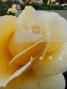 金颐阳违法举报 金颐阳违法举报