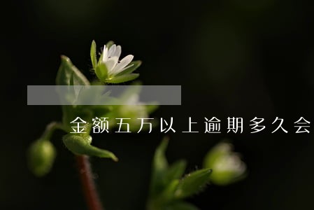 金额五万以上逾期多久会抓人 金额五万以上逾期多久会抓人