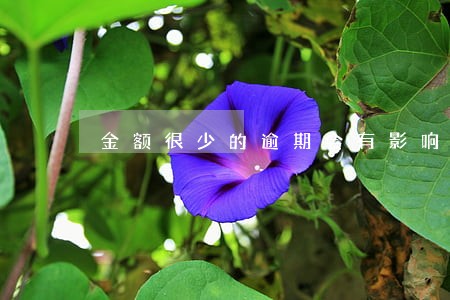金额很少的逾期会有影响吗 金额很少的逾期会有影响吗