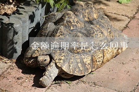 金额逾期率是怎么回事