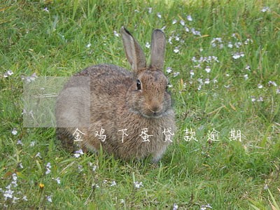 金鸡下蛋贷款逾期 金鸡下蛋贷款逾期