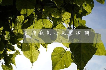 金鹰钱包七天贷逾期 金鹰钱包七天贷逾期