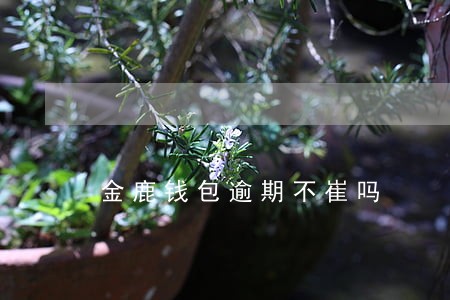 金鹿钱包逾期不崔吗 金鹿钱包逾期不崔吗
