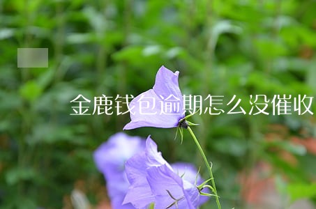 金鹿钱包逾期怎么没催收 金鹿钱包逾期怎么没催收