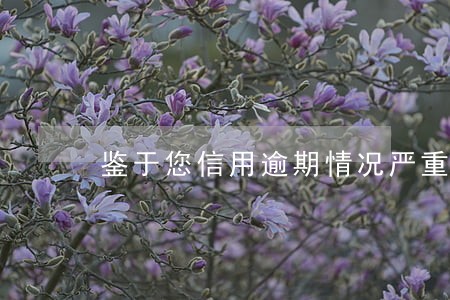 鉴于您信用逾期情况严重 鉴于您信用逾期情况严重