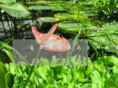 鑫享通安鑫花逾期发重要通知 鑫享通安鑫花逾期发重要通知