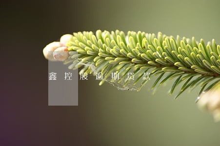 鑫控股逾期贷款