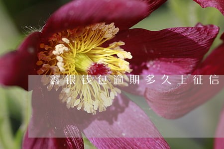 鑫银钱包逾期多久上征信 鑫银钱包逾期多久上征信