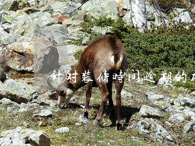 针对装修时间逾期的补充协议 针对装修时间逾期的补充协议