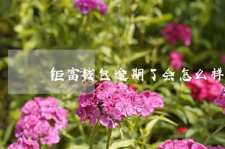 钜富钱包逾期了会怎么样 钜富钱包逾期了会怎么样