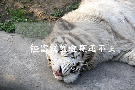钜富钱包逾期还不上 钜富钱包逾期还不上