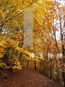 钟玉婷律师介绍