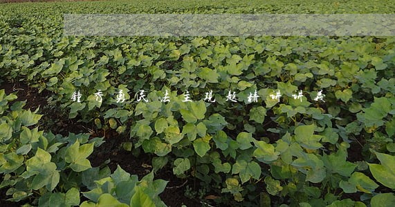 钟秀勇民法主观题精讲讲义 钟秀勇民法主观题精讲讲义