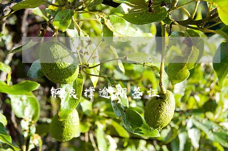 钢支撑逾期签证 钢支撑逾期签证