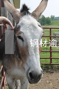钢材逾期付款加价 钢材逾期付款加价