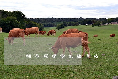 钢琴调律师证能查吗 钢琴调律师证能查吗