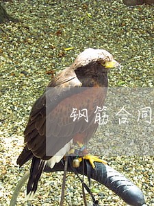 钢筋合同逾期付款 钢筋合同逾期付款