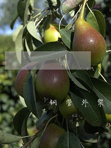 钢管外架逾期合同 钢管外架逾期合同