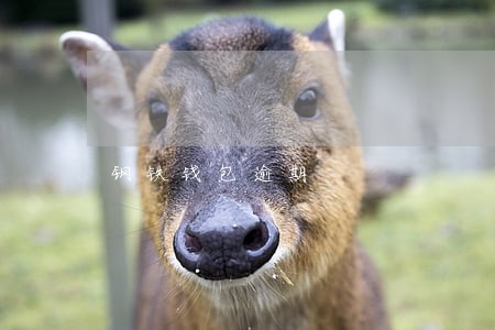 钢铁钱包逾期 钢铁钱包逾期
