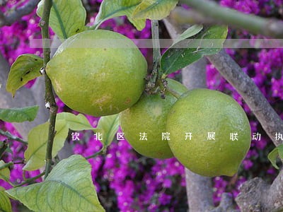 钦北区法院开展联动执行 钦北区法院开展联动执行