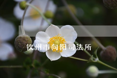钦州市向阳司法所