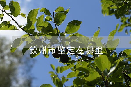 钦州市鉴定在哪里 钦州市鉴定在哪里
