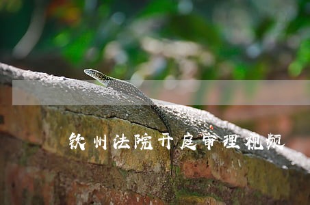 钦州法院开庭审理视频
