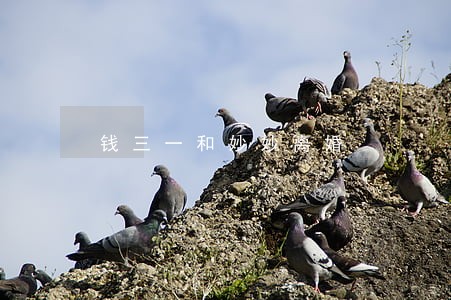 钱三一和妙妙离婚 钱三一和妙妙离婚