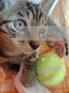 钱伴不逾期会上征信吗 钱伴不逾期会上征信吗