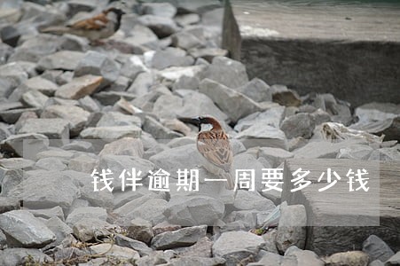 钱伴逾期一周要多少钱 钱伴逾期一周要多少钱