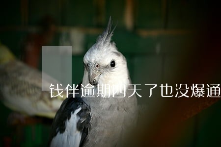 钱伴逾期四天了也没爆通讯录