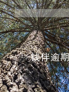 钱伴逾期快三年了 钱伴逾期快三年了