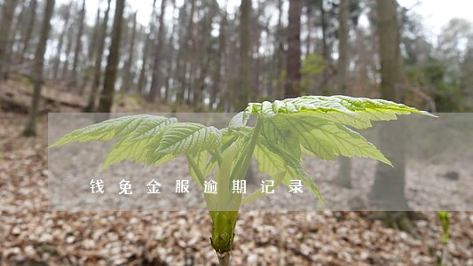 钱免金服逾期记录 钱免金服逾期记录