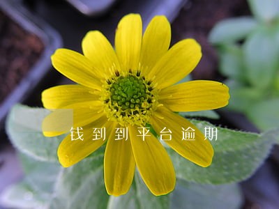 钱到到平台逾期 钱到到平台逾期