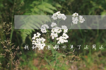 钱到到逾期四年了还用还吗 钱到到逾期四年了还用还吗