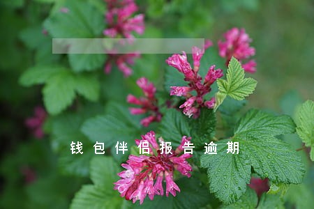 钱包伴侣报告逾期 钱包伴侣报告逾期