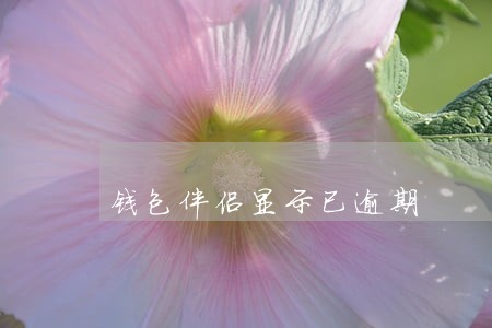 钱包伴侣显示已逾期 钱包伴侣显示已逾期