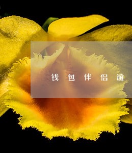 钱包伴侣逾期了综合评估费 钱包伴侣逾期了综合评估费