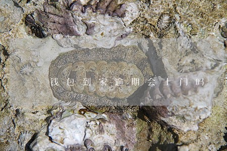 钱包到家逾期会上门吗 钱包到家逾期会上门吗