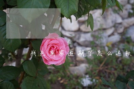 钱包商家逾期了怎么还款 钱包商家逾期了怎么还款